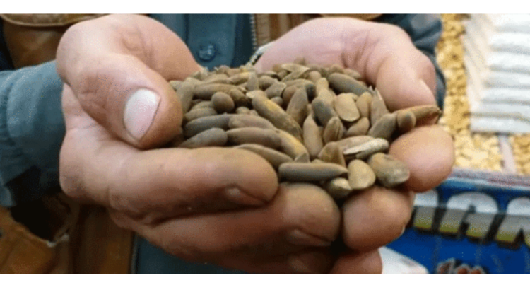 A close-up shot of a person holding a handful of unshelled pine nuts (chilghoza) in both hands at a local market stall.