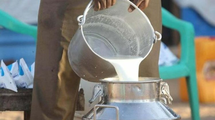 “A person pouring fresh milk from a metal jug into a large stainless-steel milk container outdoors.”