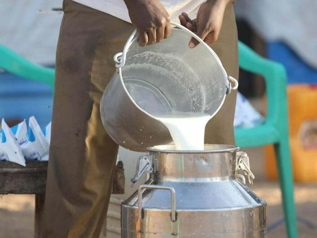 “A person pouring fresh milk from a metal jug into a large stainless-steel milk container outdoors.”
